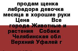 продам щенка лабрадора девочка 2 месяца в хорошие руки › Цена ­ 8 000 - Все города Животные и растения » Собаки   . Челябинская обл.,Верхний Уфалей г.